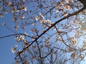 モリコロ桜