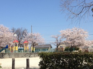 西洞公園の桜